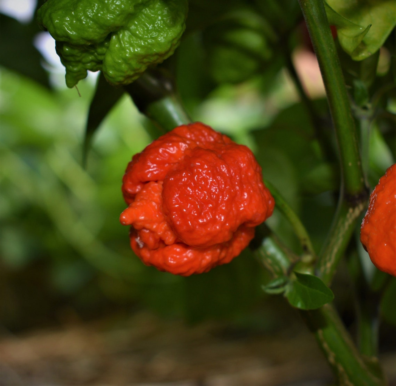 Organic Heirloom Gardens - CAROLINA REAPER PEPPERS (Mixed) - Fresh