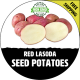 ●NONENON● POTATO NEC 1 RED PONTIAC Seed Potatoes (Certified) - Non-GMO Potato Plant