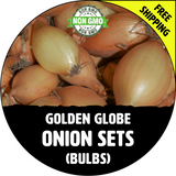GOLDEN GLOBE Onion Bulb Sets (Yellow) - NON-GMO Seed Onions - Stock Photo