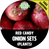 RED CANDY SWEET Onion Bulb Sets (Red) - NON-GMO Seed Onions - Harvest