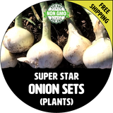 SUPER STAR Onion Bulb Sets (White) - NON-GMO Seed Onions - Stock Photo