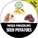 Mixed Fingerling (Red & White) Certified Non-Gmo Seed Potato - Lbs., Pounds - Stock Photo