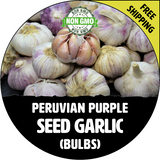 PERUVIAN PURPLE GARLIC FOR SALE (HARDNECK CREOLE)   - NON-GMO Cloves, Bulbs For Seed - Stock Photo Bulk