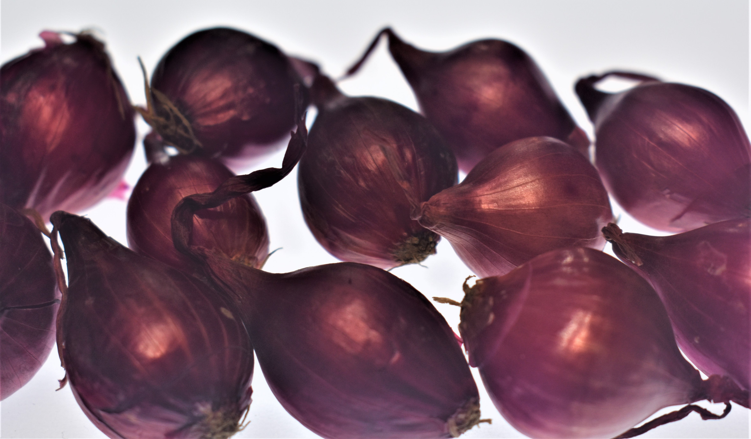 RED ONION SETS (Bulbs For Seed) NonGMO Plant, Garden Seedling