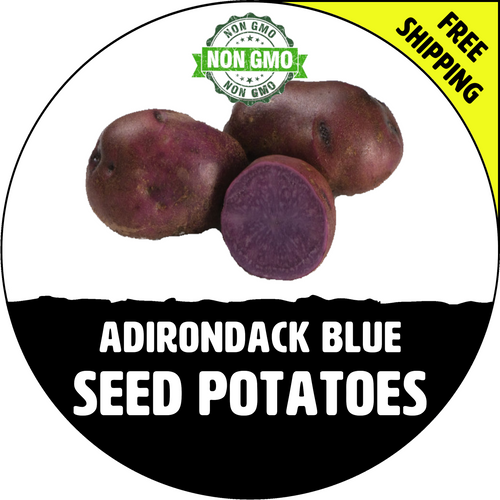 Adirondack Blue Certified Non-Gmo Seed Potato - Lbs., Pounds - Heirloom in Basket