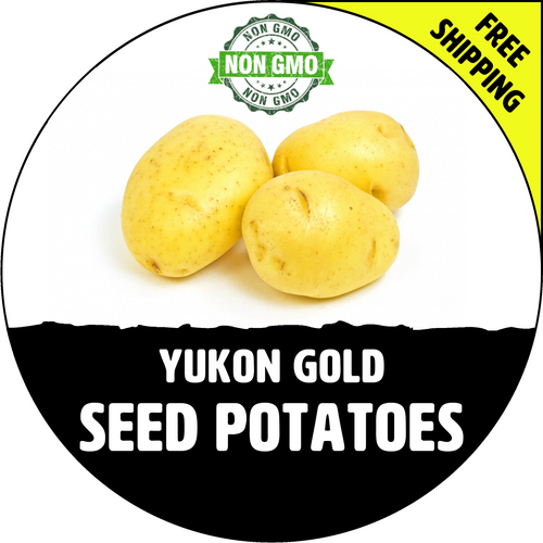 Yukon Gold Certified Non-Gmo Seed Potato - Lbs., Pounds - Stock Photo