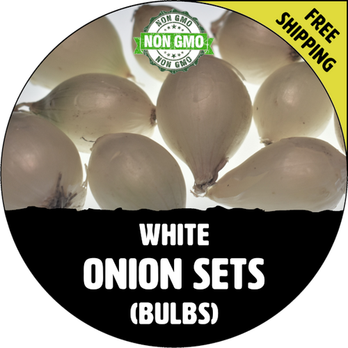 Spring & Fall Onion Bulb Sets (White) - NON-GMO Seed Onions - Stock Photo