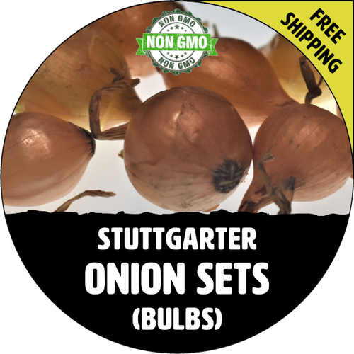 Spring & Fall Stuttgarter Onion Bulb Sets (Yellow) - NON-GMO Seed Onions - Stock Photo