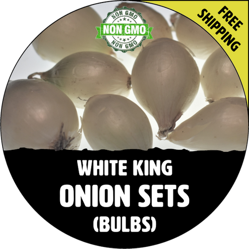 Spring & Fall White King Onion Bulb Sets (White) - NON-GMO Seed Onions - Stock Photo