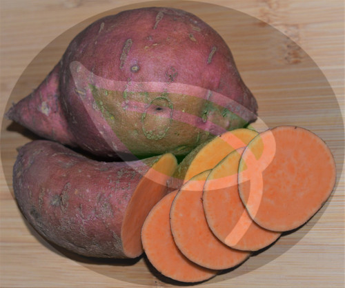 Organic Heirloom Gardens - BEAUREGARD (Orange) - LIVE Sweet Potato