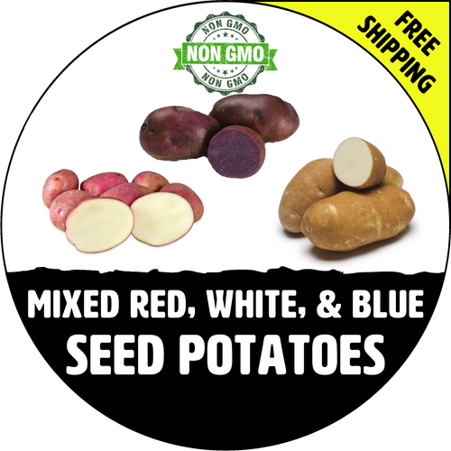 Red, White, & Blue Certified Non-Gmo Seed Potato - Lbs., Pounds - Stock Photo