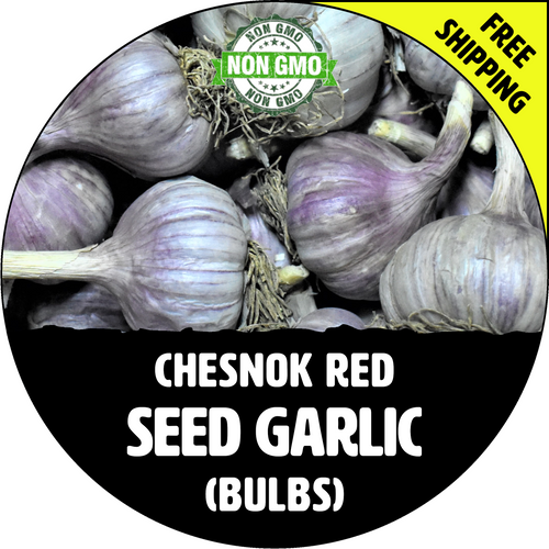 CHESNOK RED GARLIC FOR SALE (HARDNECK PURPLE STRIPE)   - NON-GMO Cloves, Bulbs For Seed - Stock Photo Bulk