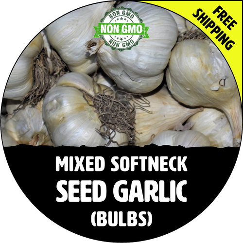 MIXED GARLIC FOR SALE (SOFTNECK)   - NON-GMO Cloves, Bulbs For Seed - Stock Photo Bulk