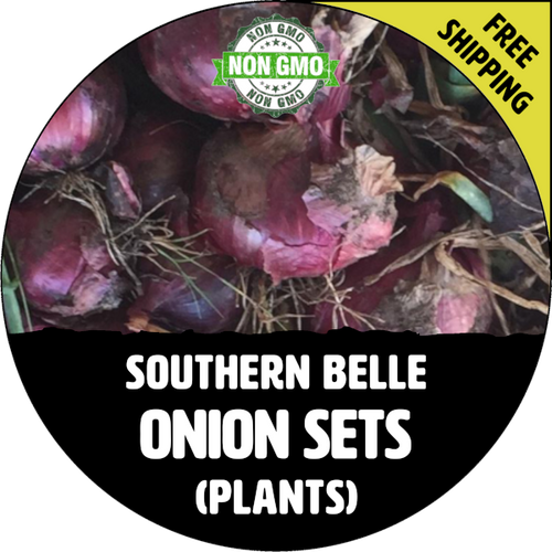 SOUTHERN BELLE SWEET Onion Bulb Sets (Red) - NON-GMO Seed Onions - Harvest