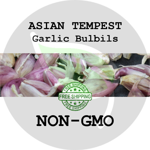 Asian Tempest Hardneck Garlic Bulbils - Organic Heirloom Gardens