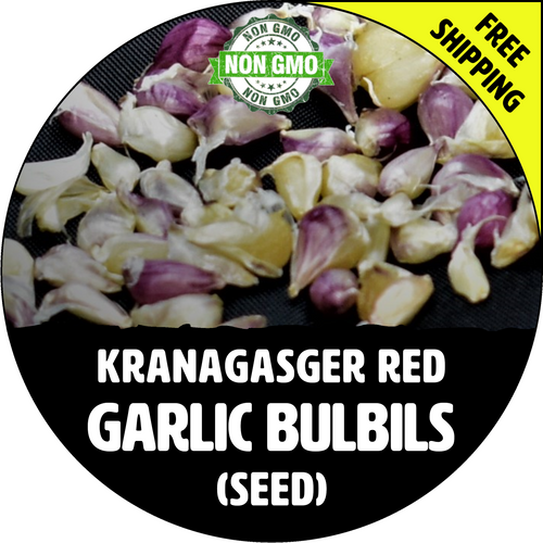 Kranagasger Red Hardneck Garlic Bulbils - Heirloom Gardens