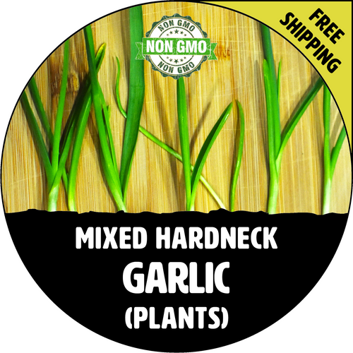GARLIC PLANTS FOR SALE (HARDNECK MIXED)   - NON-GMO Cloves, Bulbs For Seed - Stock Photo Bulk