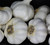 SPRING GARLIC FOR SALE (HARDNECK MIXED)  - Non-Gmo for planting, Great Seed - Organically Grown Harvest