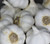 SPRING GARLIC FOR SALE (HARDNECK MIXED)  - Non-Gmo for planting, Great Seed - White Asiatic