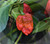 Mixed Hot Pepper - By Weight - Organically grown peppers, red brain. 