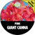 Giant Pink Canna Flower - Heirloom Plants