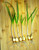 GARLIC PLANTS FOR SALE (HARDNECK MIXED)  - Non-Gmo for planting, Great Seed - Giant Heirloom Bulbs