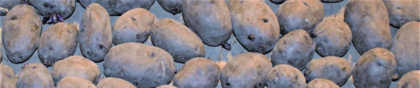 The ​Seed Potato For Home Gardeners - Best Size? Cut or Whole?