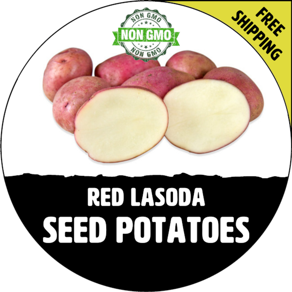 RED LASODA Seed Potatoes (Certified) NonGMO Potato Plant, Tuber Spud