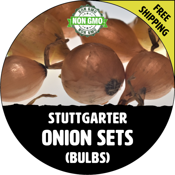 Garlic Onions & Shallots ( Seed, Sets, Bulbs, Plants ) Page 2