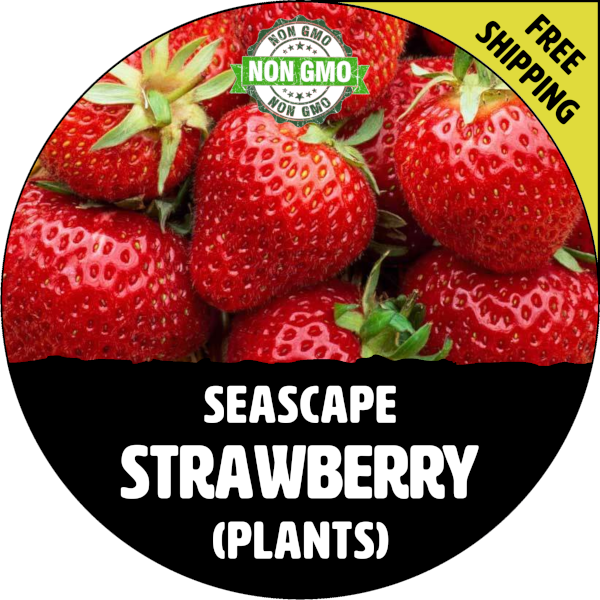 Strawberry Plants Organic Heirloom Gardens