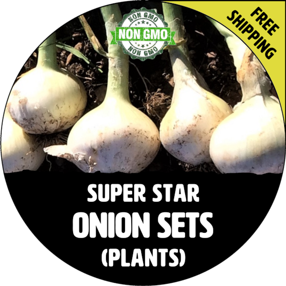Onion Sets ( Seed, Plants, Bulbs )