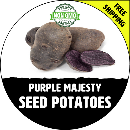 PURPLE MAJESTY Seed Potatoes (Certified) - Non-GMO Potato Plant, Tuber Spud  Seedling