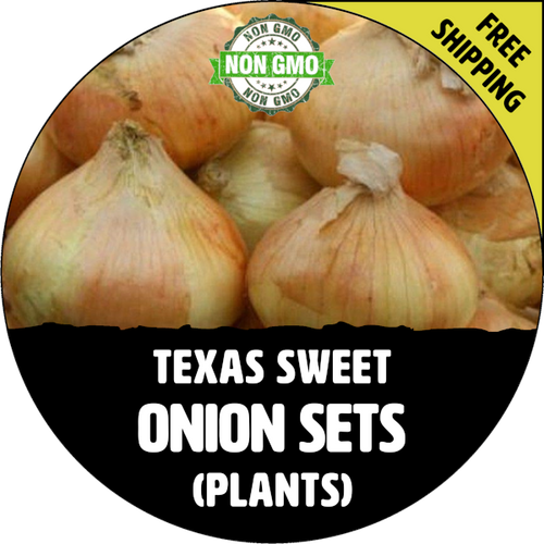 TEXAS SWEET Onion Sets (Yellow/White Bulbs For Seed) NonGMO Plant