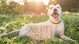 ​Pet Adoption: The Gift of a Second Chance