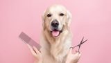 ​Dog Grooming 101: A Beginner's Guide