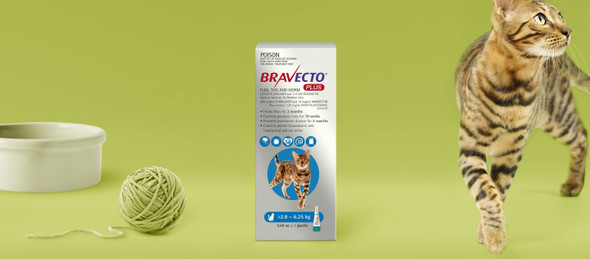 Bravecto Plus Cat 250mg 2.8-6.25kg - Blue