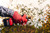 11834W,felco 834w cordless electric pruner w/ wood head