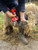 11834H,felco 834h cordless electric pruner w/ hoof head