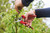 11171M,Felco 171M Economic polymer medium right hand pruner