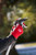 112904M,Felco 290-4M Telescopic pruner (7.75ft)