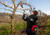 11822HP,Felco 822-HP Electric pruning shear without powerpack