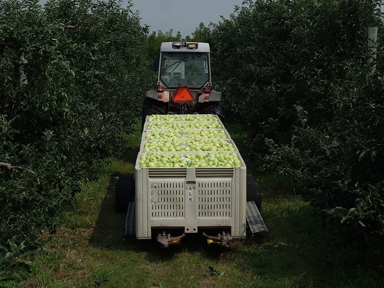 Kauffman Orchards Fresh Mcintosh Apples, Hand-Picked New-Crop Wax-Free  Heirloom Macintosh Apples (Box of 8)