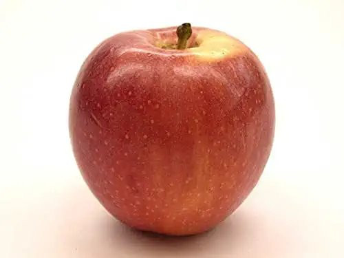 Kauffman Orchards Fresh Gala Apples, Hand-Picked New-Crop Wax-Free Pennsylvania-Grown