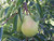 Kauffman Orchards Fresh Bartlett Pears, Hand-Picked in Lancaster County, Pennsylvania