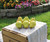 Kauffman Orchards Fresh Bartlett Pears, Hand-Picked in Lancaster County, Pennsylvania