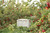 Kauffman Orchards Fresh-Picked Jonathan Apples