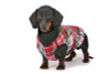 Collarless Designer Fabric Cuddler Dog Coat