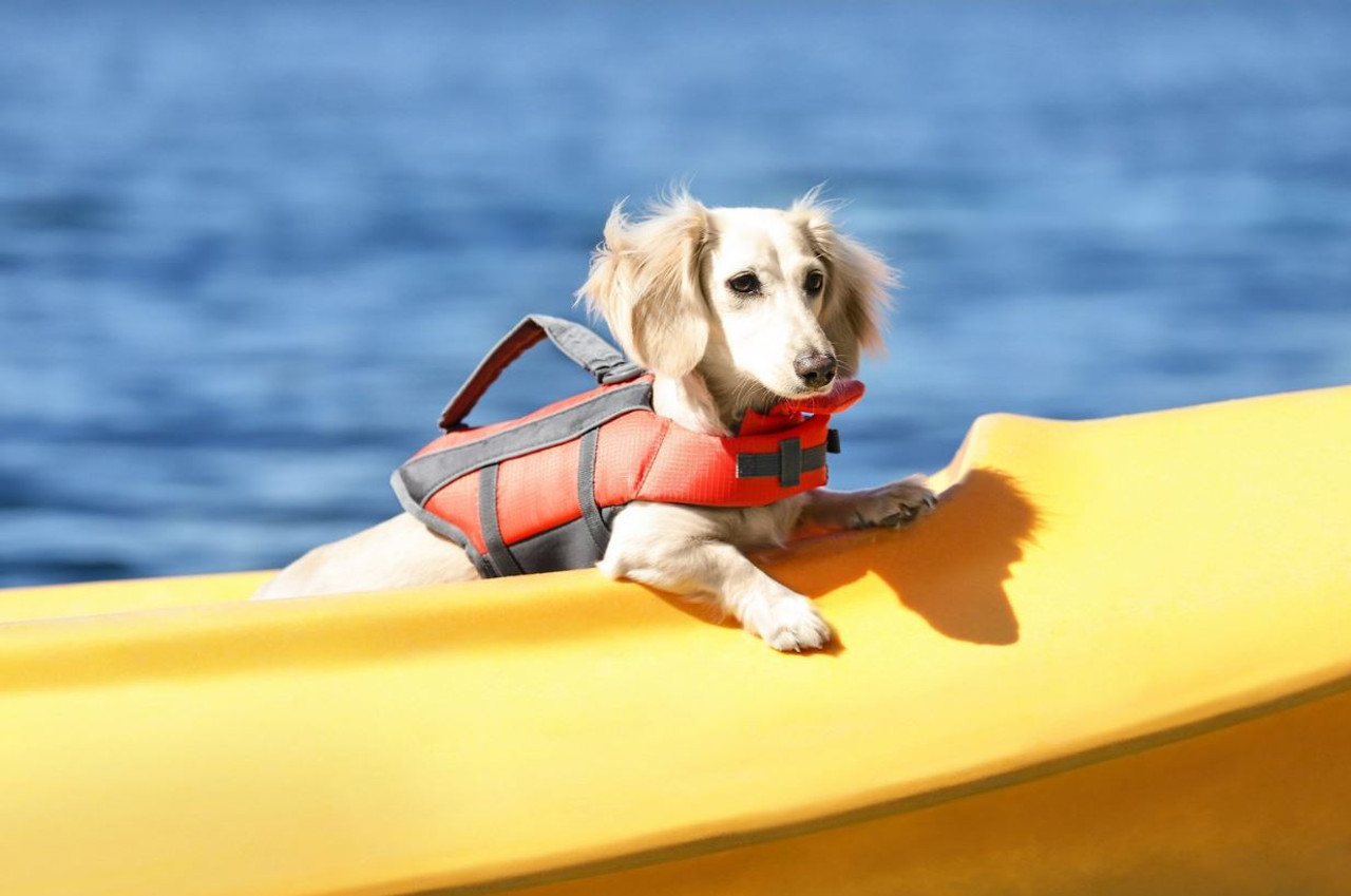 Mini dachshund sales life jacket