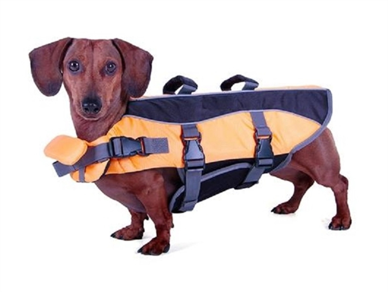 dachshund shark life jacket