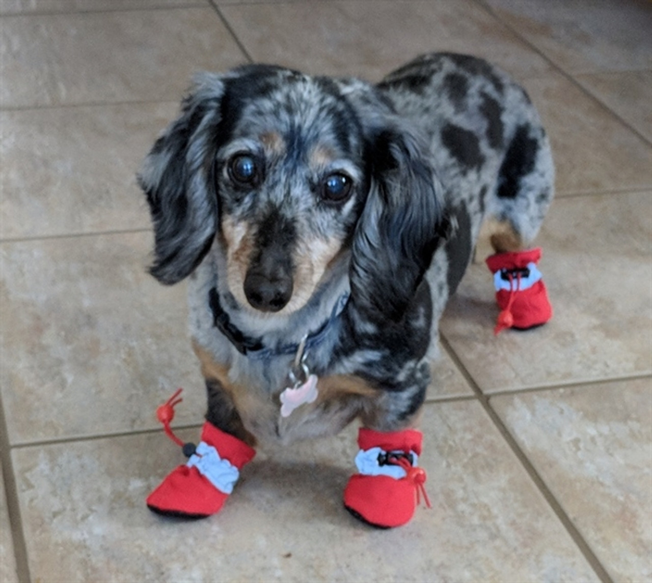 dachshund rain boots